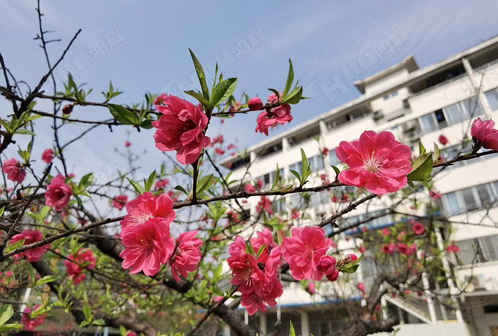 桂林鴻程花團錦簇，滿園春色，邀您一起共賞春景，共商大計！